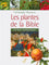 Les plantes de la Bible et leur symbolique
